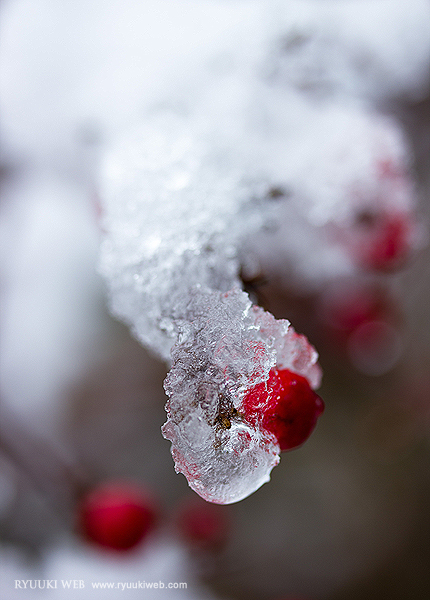2014_0208_snow.jpg