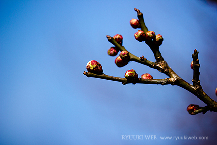 2014_0227ume.jpg