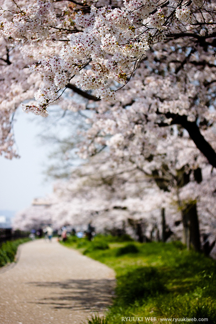 2014_0413sakura.jpg